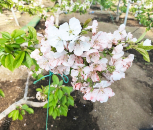 櫻桃花期施肥方案