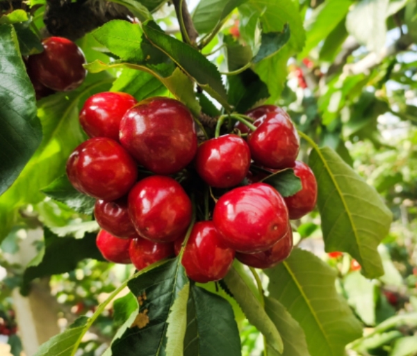 櫻桃釆收期施肥方案