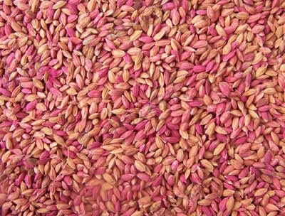安徽水稻?種、包衣